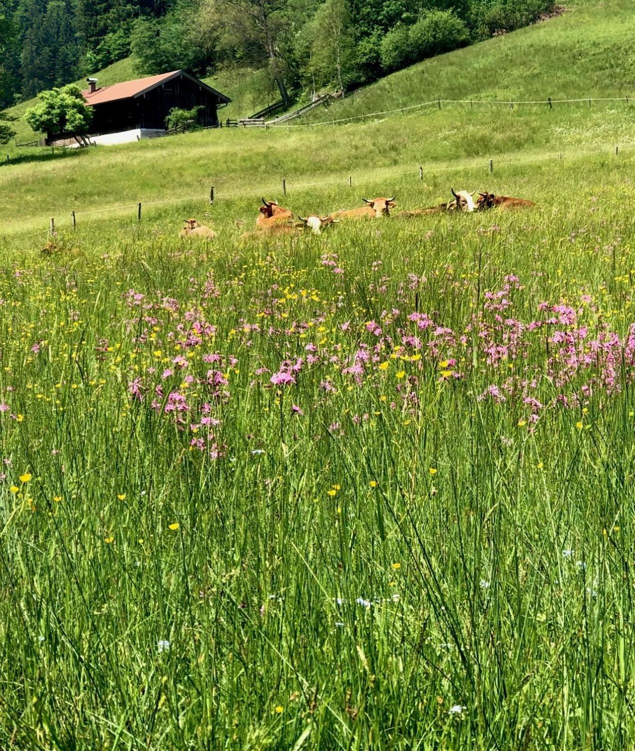 Alpenoase Schliersee - Grosse Suite Mit Sauna Oder Gemuetliche Studio Appartements Quarto foto